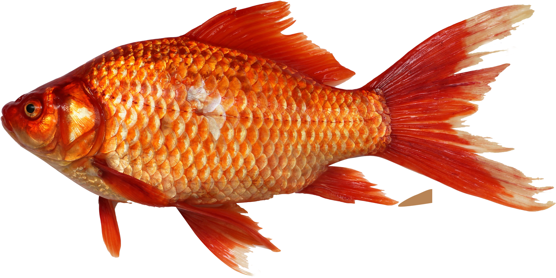 鮮艷橙金色金魚.PNG 壁紙