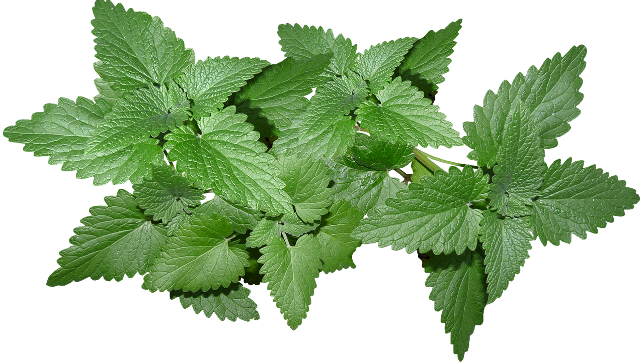 孤立新鮮薄荷葉.PNG 壁紙 — 充滿活力的綠色薄荷葉，邊緣呈鋸齒狀，葉脈清晰可見，在純黑色背景下格外突出。