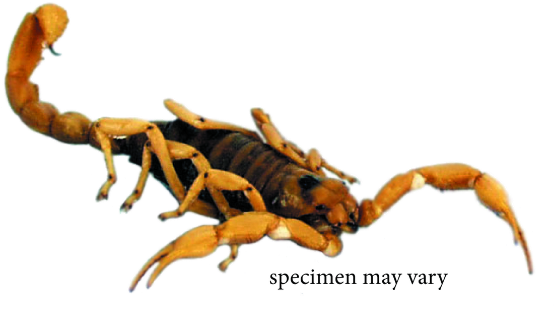 條紋蝎子標本.PNG 壁紙 — 蠍子的詳細特寫，帶有琥珀色和深棕色節段，背景為 stark 黑色。