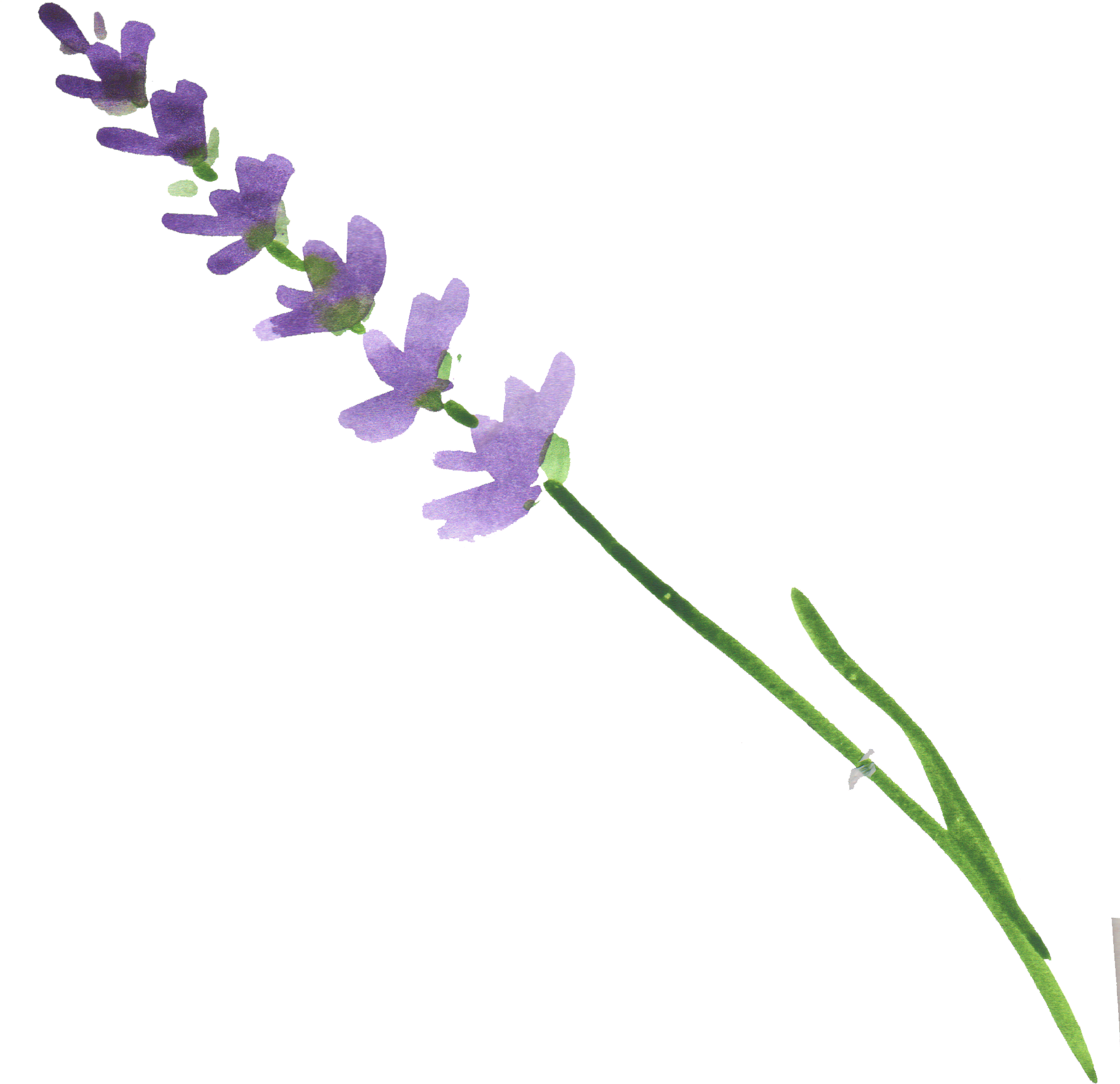 薰衣草花莖.PNG 壁紙 — 一枝精緻的薰衣草莖，帶有紫色花朵和綠色葉子，襯托在純黑背景上。