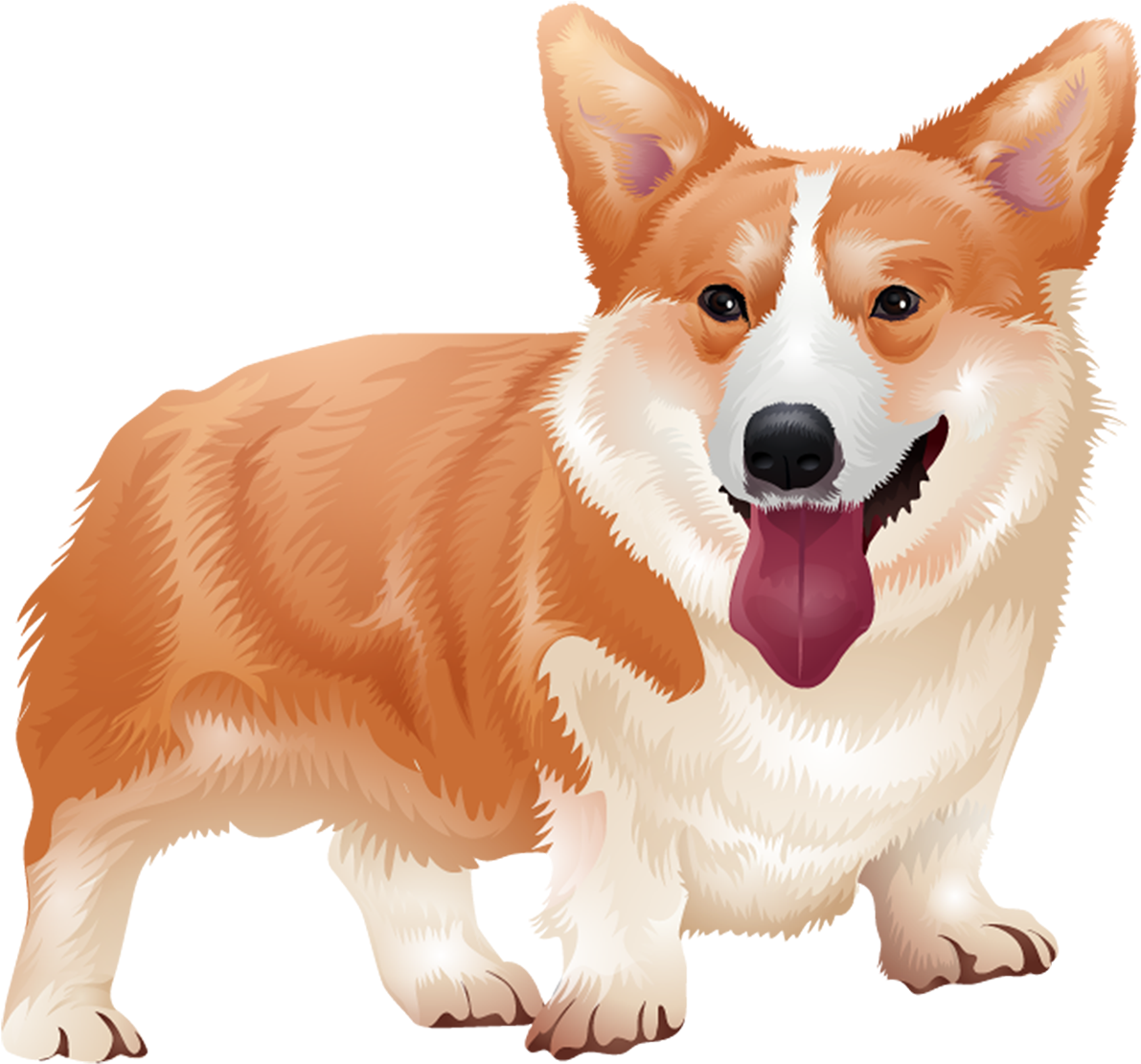 微笑柯基插圖.PNG 壁紙 — 一隻開心嘅哥基犬，有橙色同白色嘅毛，喺黑色背景前伸出脷仔企得好開心。