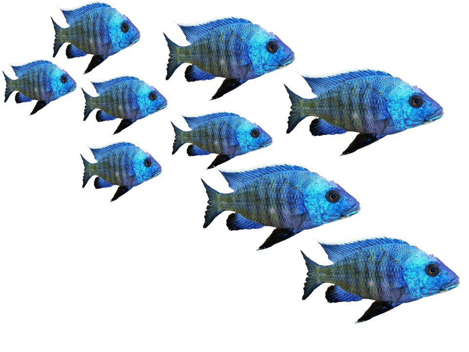 藍色熱帶魚群.PNG 壁紙