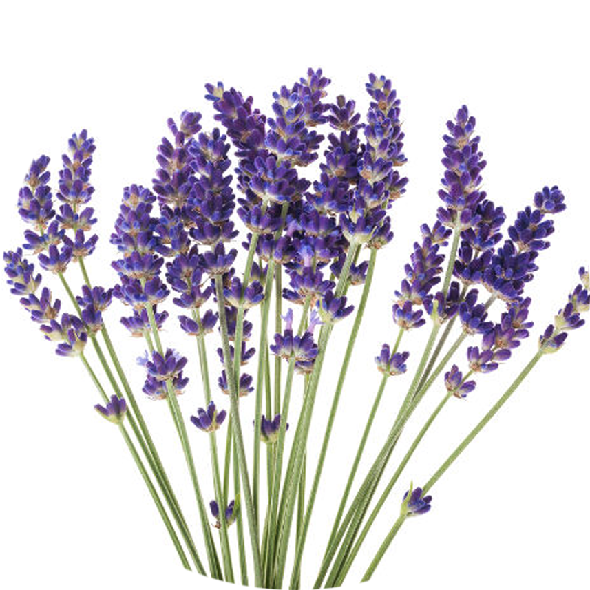 薰衣草花束.PNG 壁紙 — 圓形框架突出了一束鮮豔的紫色薰衣草花，帶有綠色莖，背景為純白色。