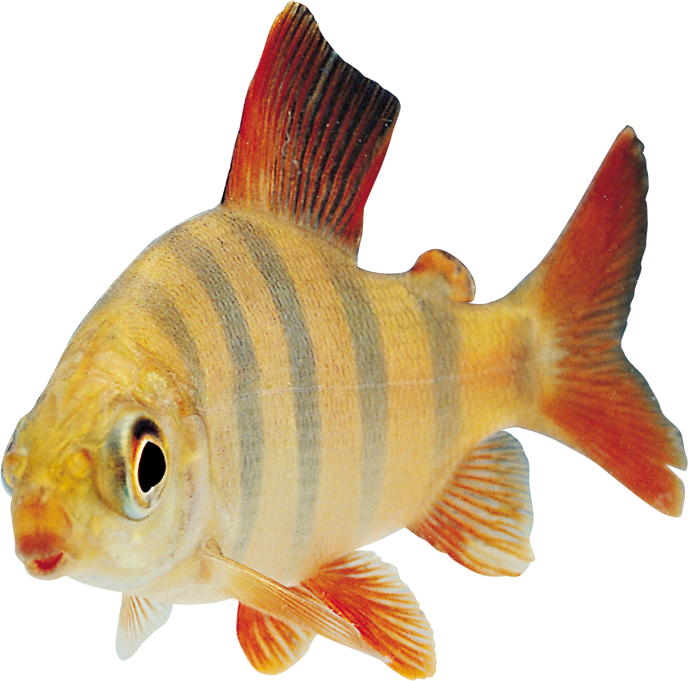 條紋水族館魚.PNG 壁紙