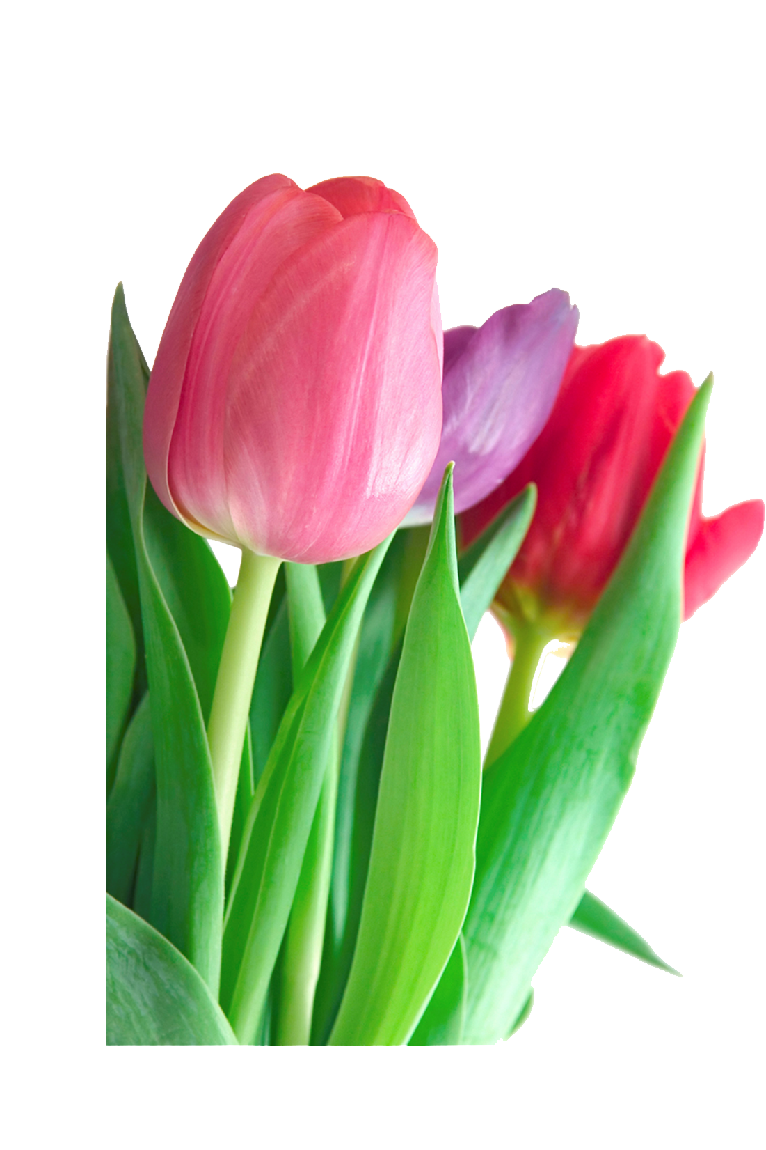 鮮豔鬱金香花束.PNG 壁紙 — 三朵鮮豔的粉紅色、紫色和紅色鬱金香在純黑色背景上盛開，搭配茂盛的綠色莖。