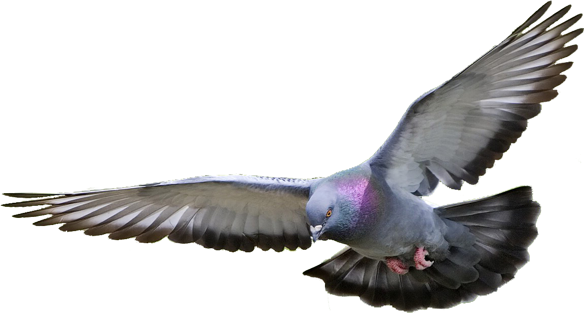 飛翔的鴿子.PNG 壁紙 — 一隻鴿子在空中飛行，翅膀張開，背景為純黑色，展現出虹彩色的頸部羽毛。