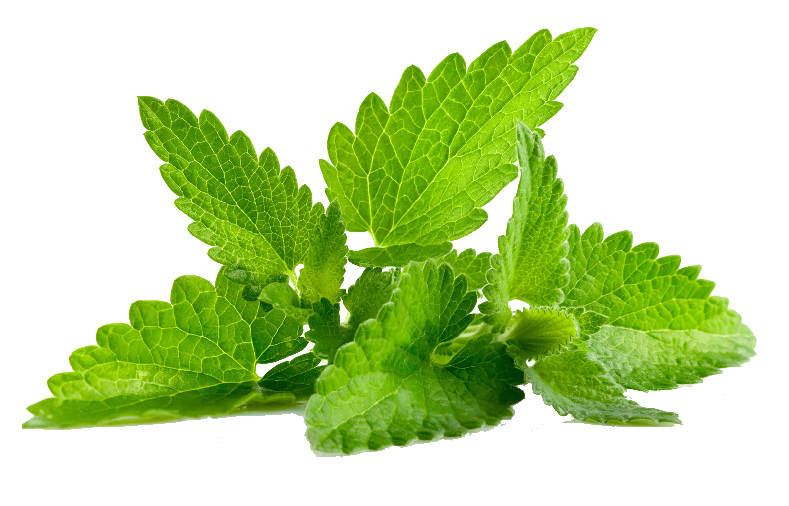 孤立新鮮薄荷葉.PNG 壁紙 — 充滿活力的綠色薄荷葉，帶有鋸齒狀邊緣和可見的葉脈，在純白色背景上呈現。