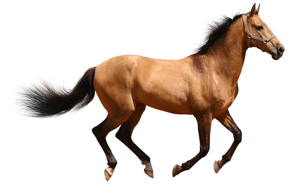 奔騰棕色駿馬透明背景.PNG 壁紙