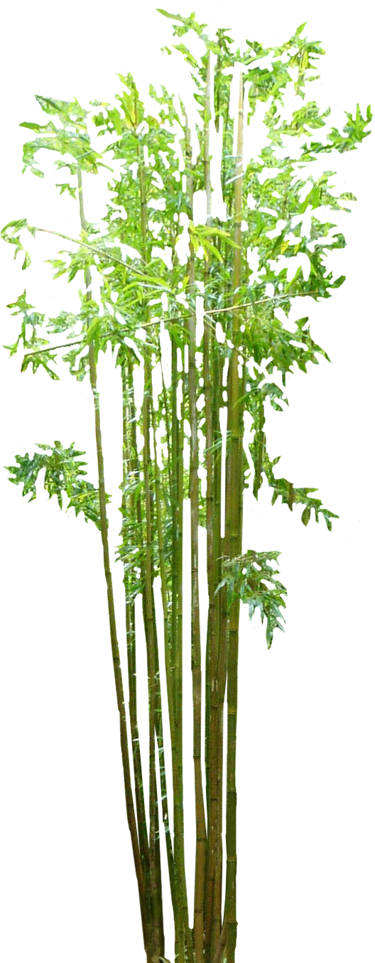 生動竹林.PNG 壁紙 — 高大的綠色竹莖帶著新鮮葉子，矗立在純黑色背景前。