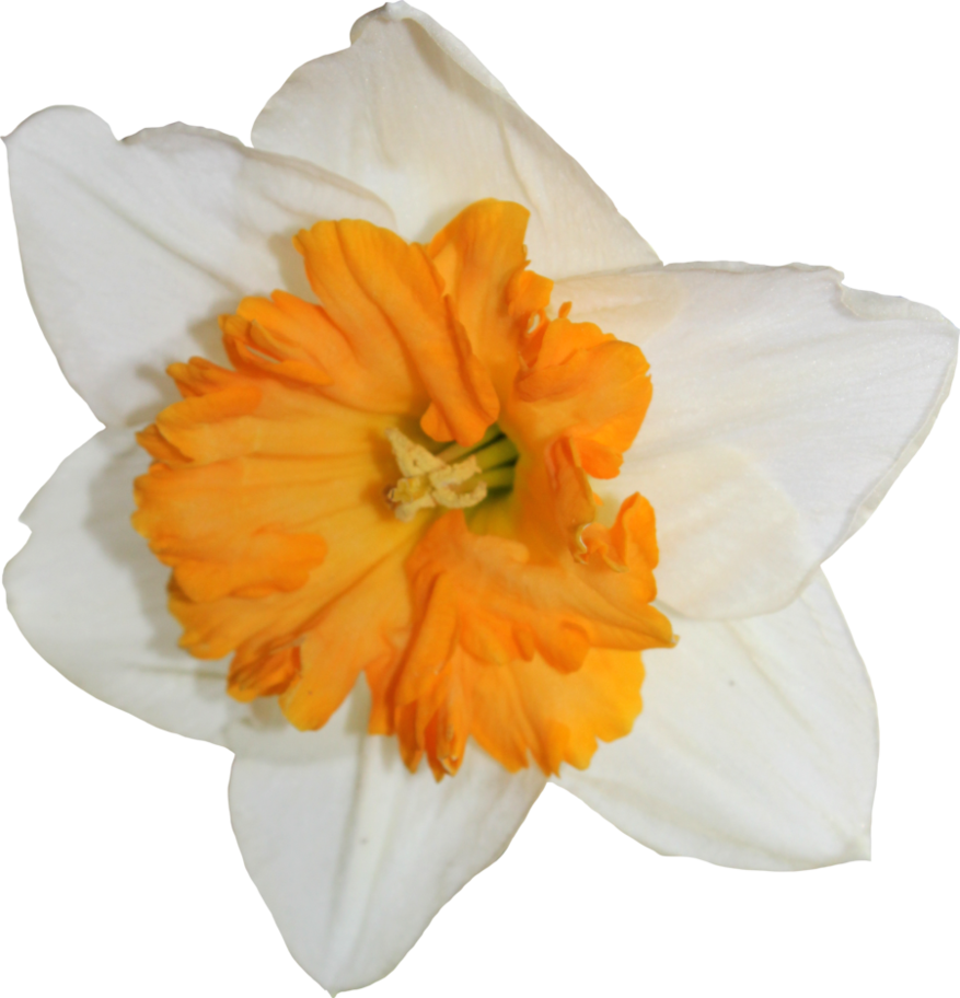 鮮豔水仙花特寫.PNG 壁紙 — 特寫鏡頭：一朵白色花瓣、橙色喇叭狀花心的水仙花，襯以黑色背景。