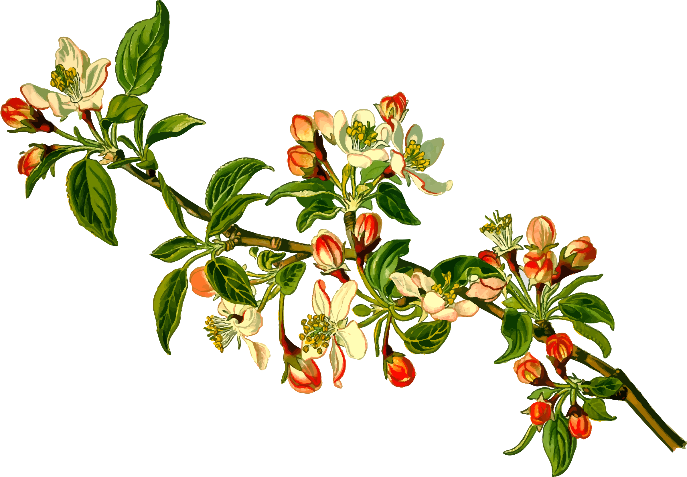 開花的蘋果枝條.PNG 壁紙 — 一枝細緻的蘋果花枝，帶有綠葉和紅色花蕾，襯托在純黑背景上。