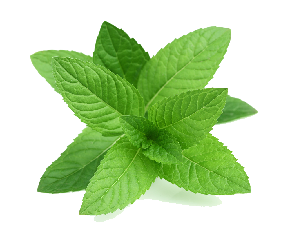新鮮薄荷葉孤立圖.PNG 壁紙 — 一簇充滿活力的新鮮薄荷葉，邊緣呈鋸齒狀，葉脈清晰可見，襯以純白背景。