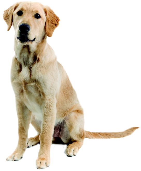 黃色拉布拉多犬坐姿PNG 壁紙 — 一隻金毛尋回犬在純黑背景下專注地坐著，毛髮柔軟，眼神溫柔。