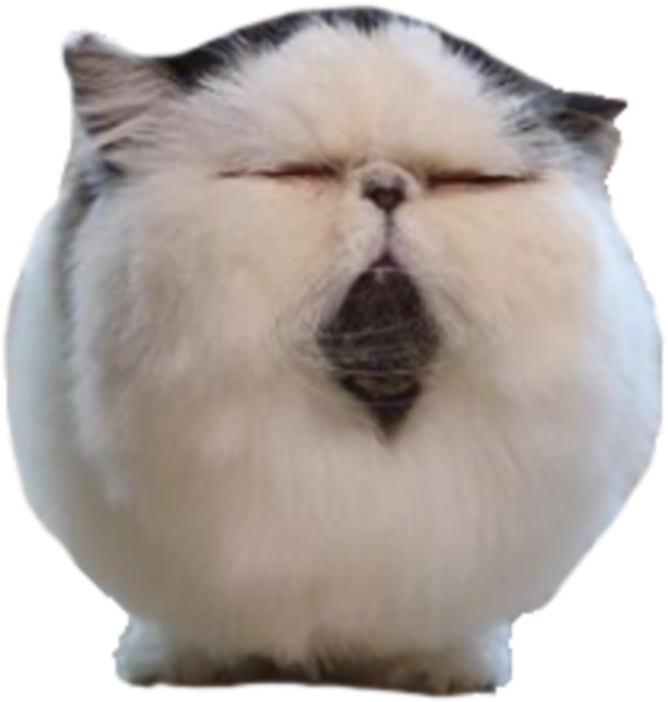 扁臉波斯貓.PNG 壁紙 — 一隻有深色斑紋的 fluffy 白色貓咪在黑色背景前閉著眼睛打呵欠。