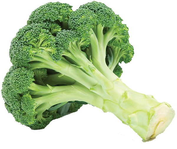 新鮮西蘭花莖.PNG 壁紙 — 一個充滿活力的綠色西蘭花小朵，帶有脆嫩的莖和紋理豐富的花冠，襯托在純黑背景上。