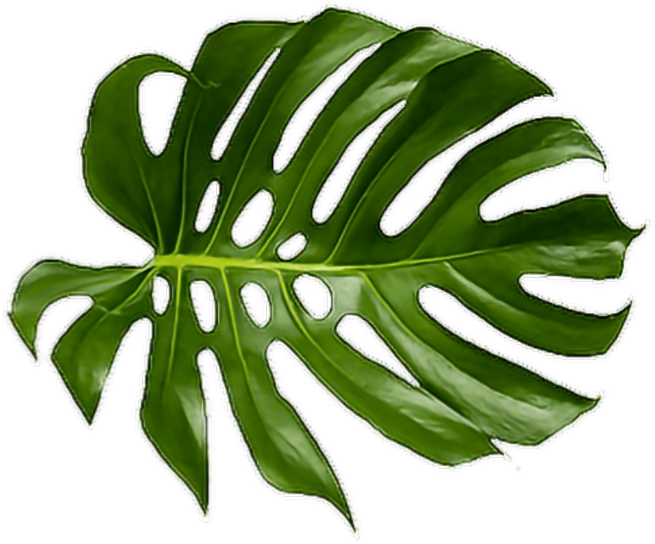 美味樹葉.PNG 壁紙 — 一片充滿活力的綠色龜背竹葉，帶有天然裂縫和光澤質感，在純黑色背景上脫穎而出。