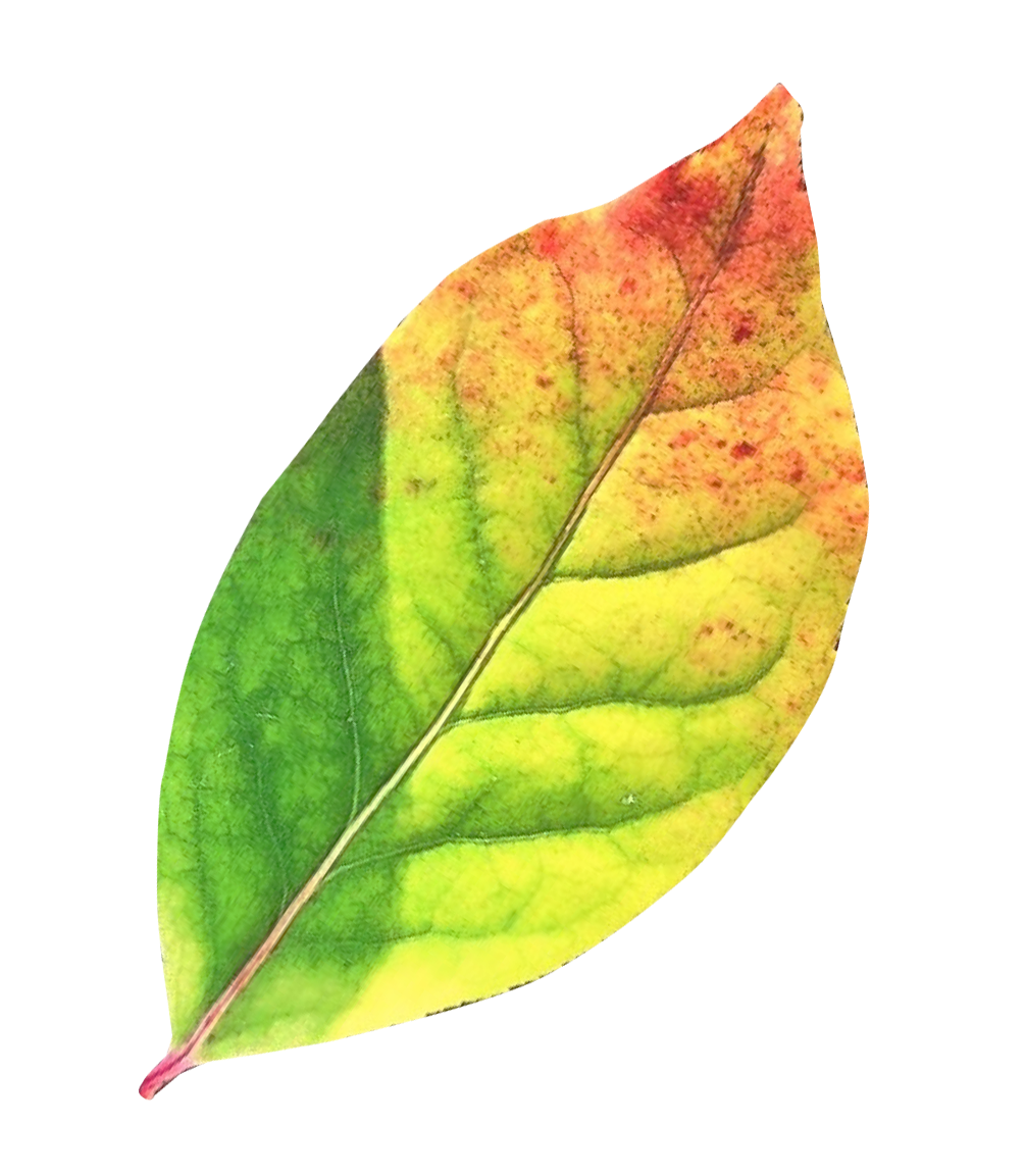 秋季轉葉.PNG 壁紙