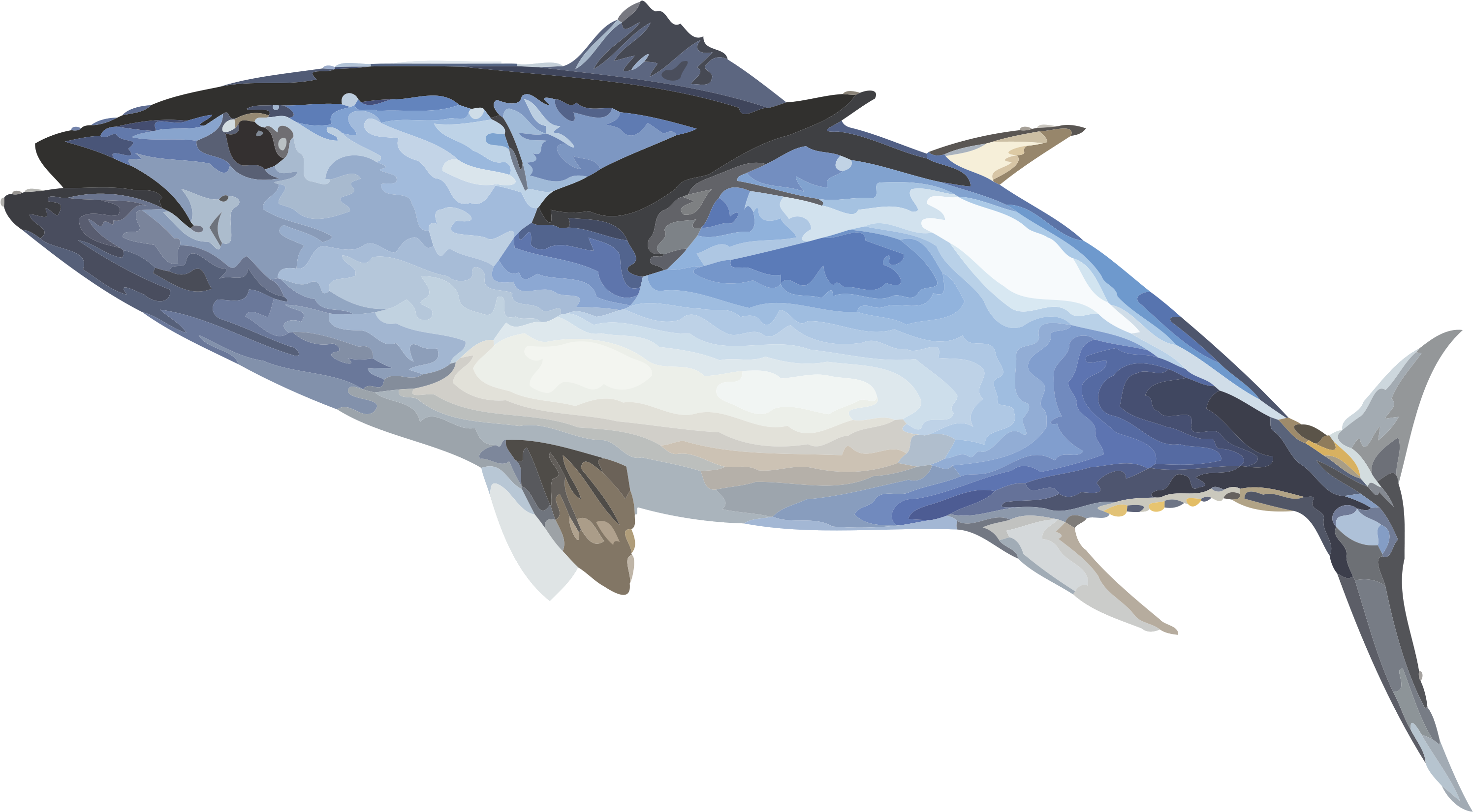 藍鰭吞拿魚插圖.PNG 壁紙