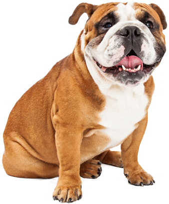開心鬥牛犬坐著透明背景.PNG 壁紙