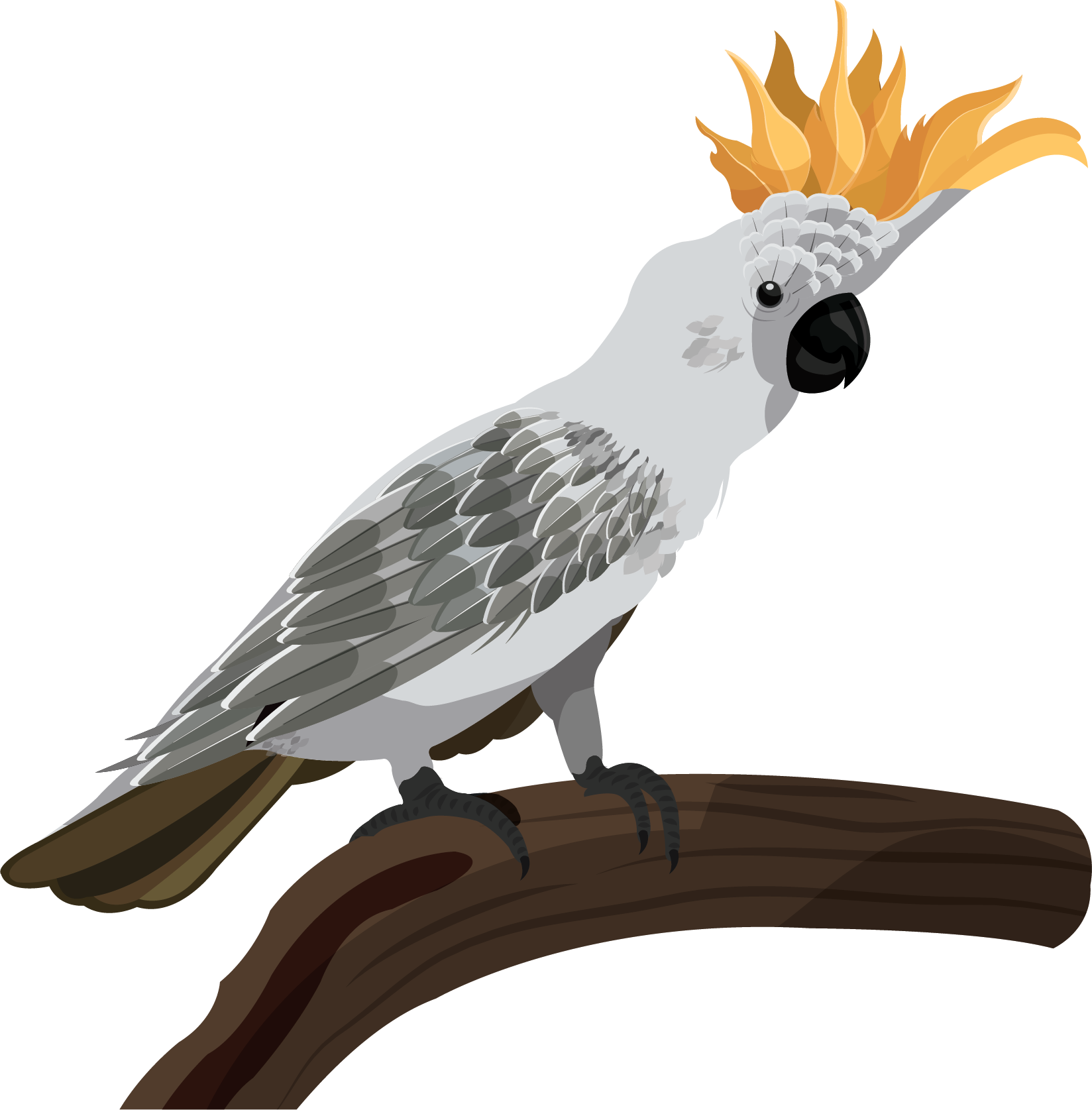 硫磺冠鸚鵡插圖.PNG 壁紙 — 一隻灰色鳳頭鸚鵡，帶有亮橙色冠羽，警覺地棲息在深棕色樹枝上。
