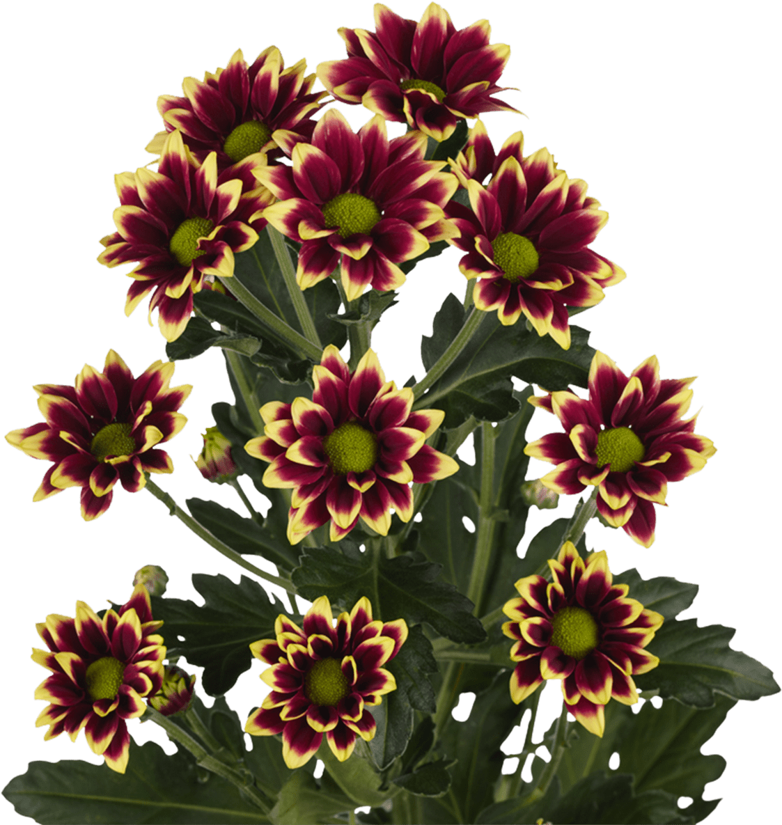 鮮豔紅黃菊花.PNG 壁紙 — 充滿活力的酒紅色和黃色邊緣菊花，帶有綠色花心，在純黑色背景下綻放。