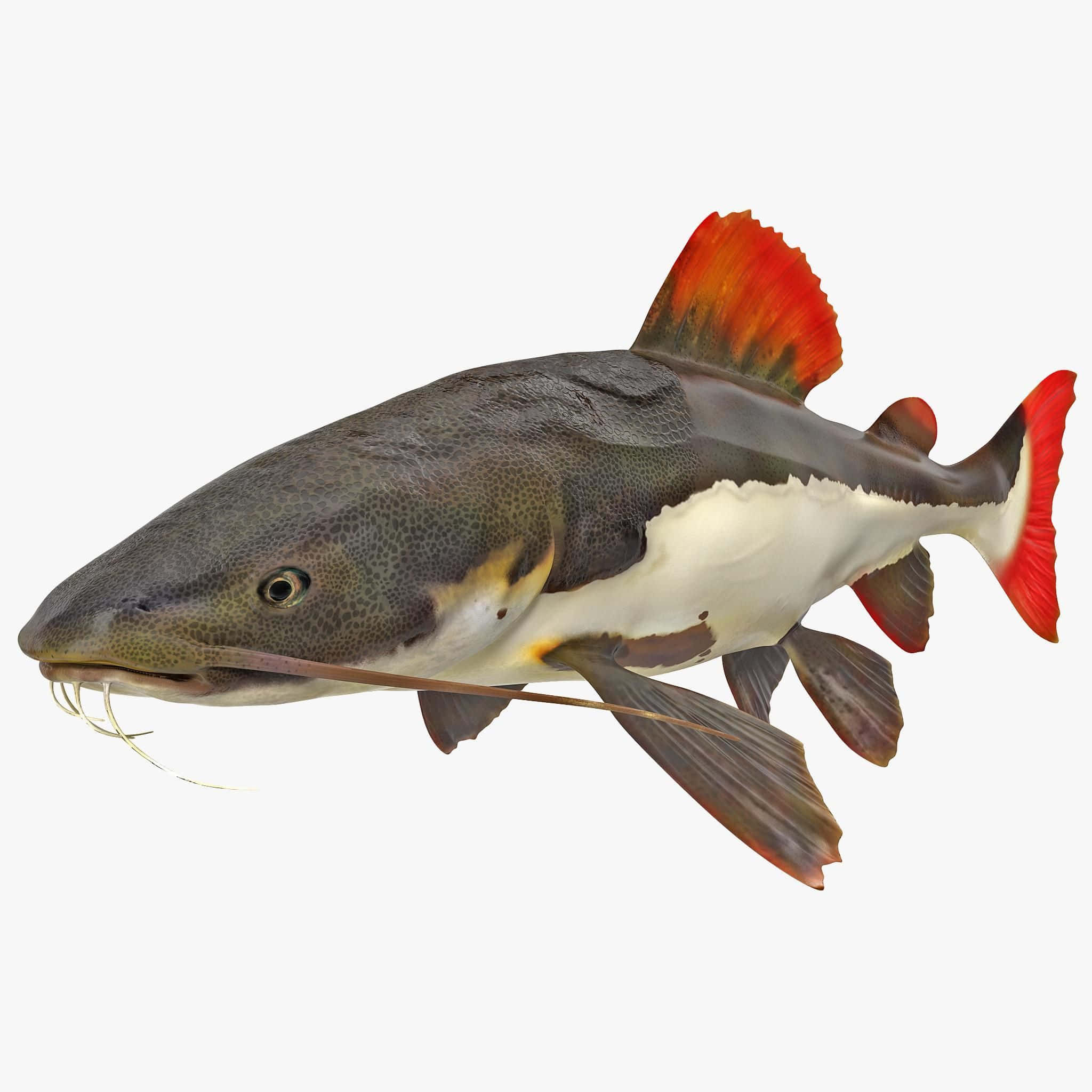 PNG 鯰魚 壁紙 — 一條紅尾鯰魚的詳細3D渲染圖，背部有斑點灰色，腹部白色，魚鰭鮮紅色，背景為純白色。