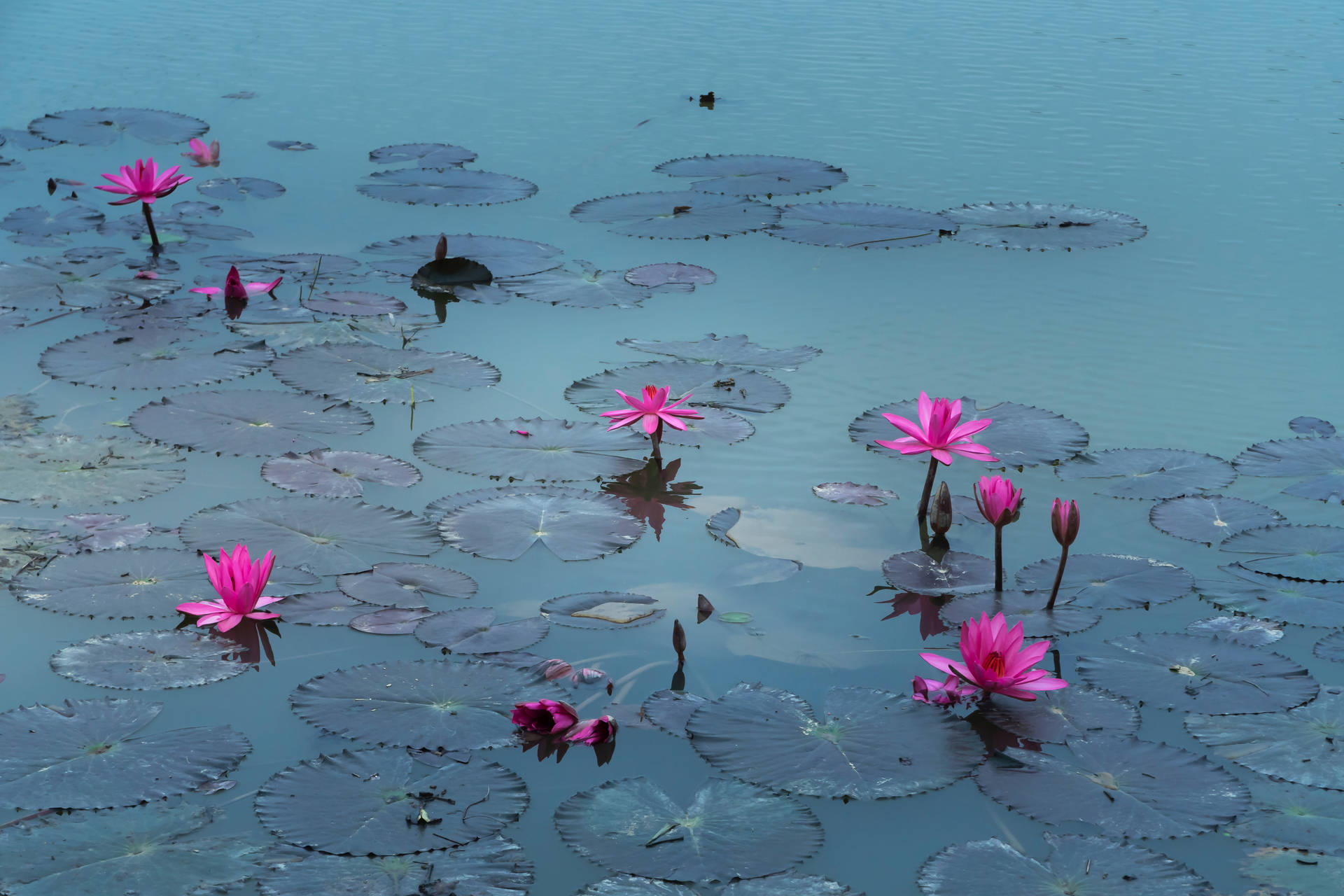 蓮花池 壁紙