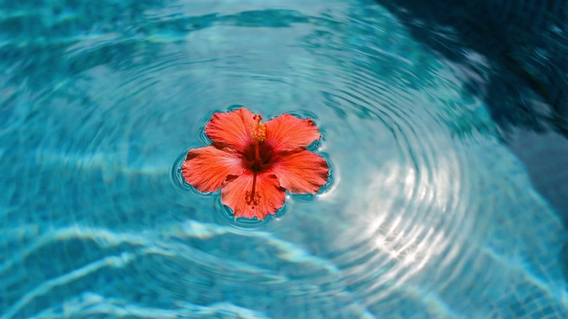 一朵紅色芙蓉花漂浮在平靜的碧綠水上，漣漪向外擴散。