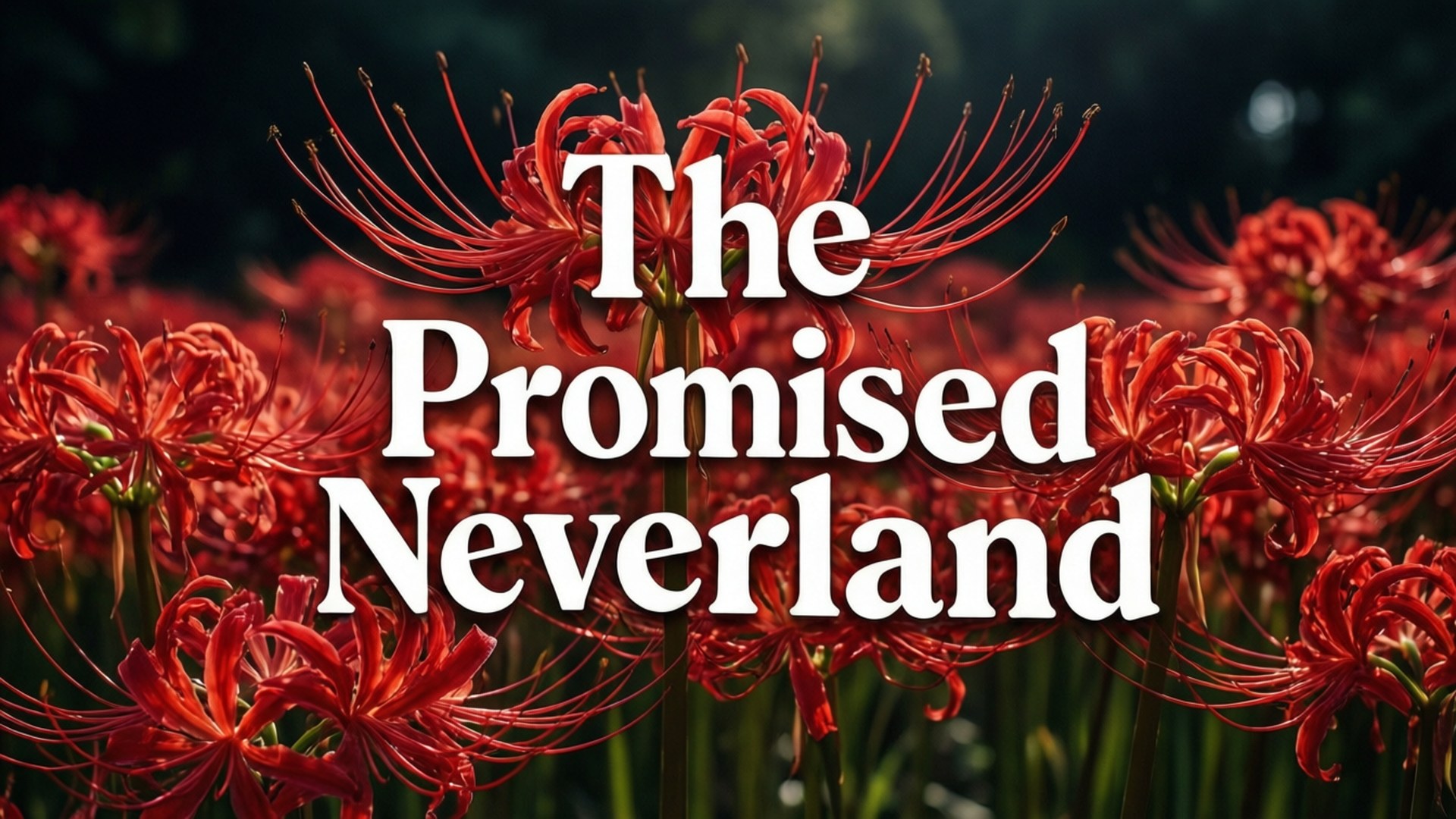 Promised Neverland 字體設計 壁紙 — 鮮豔的紅色蜘蛛百合在黑暗模糊的背景上戲劇性地綻放，並帶有粗體白色文字疊加。