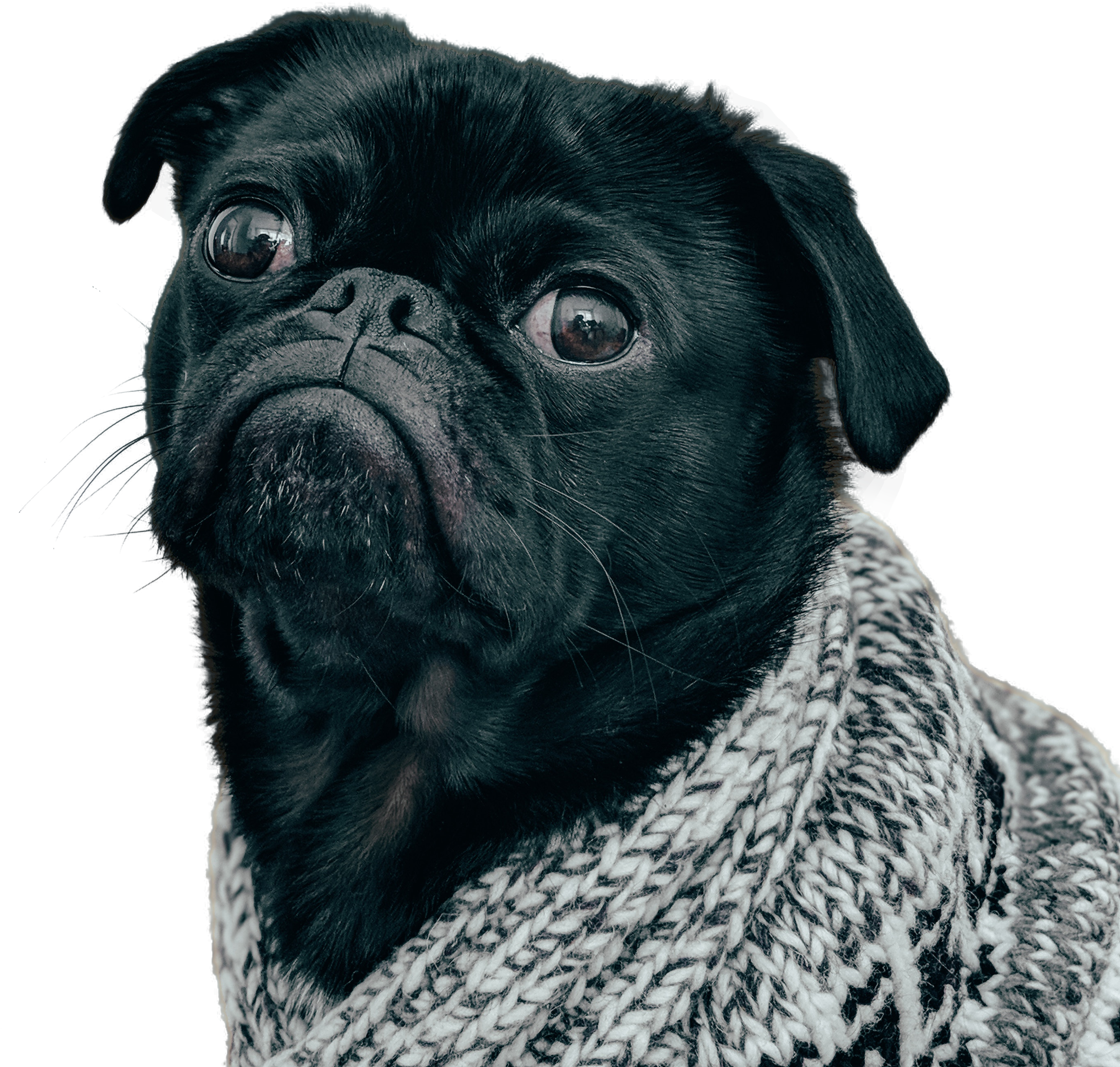 黑色Pugin毛衣 壁紙