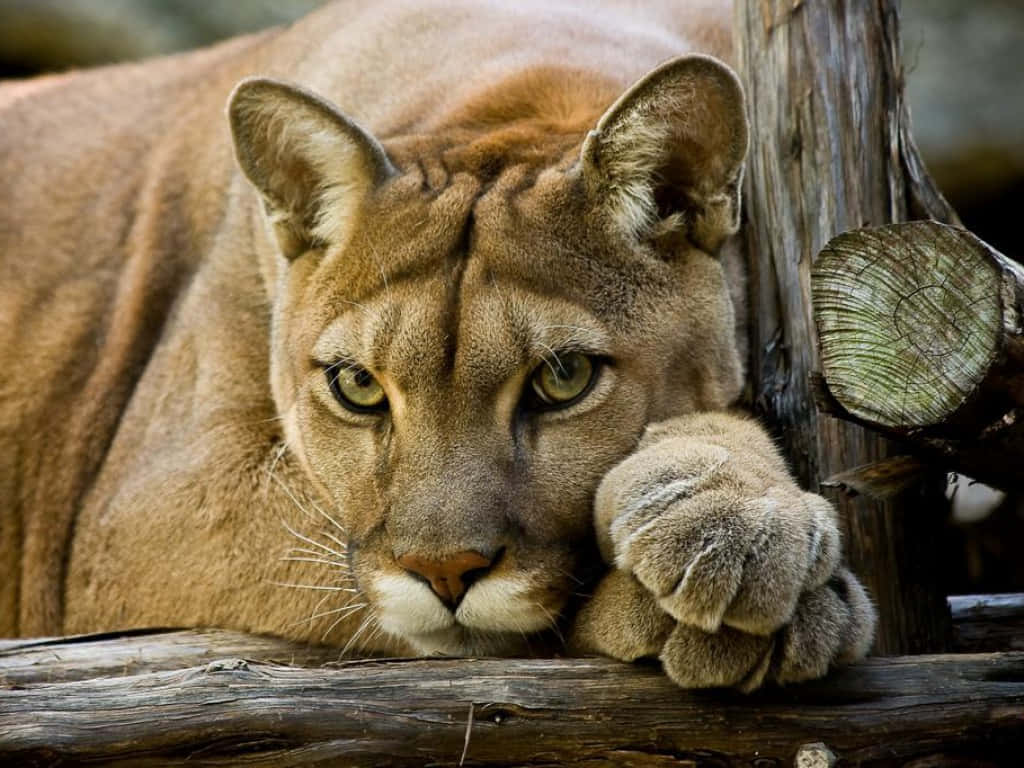 Puma - 讓你的步伐充滿力量 壁紙 — 美洲獅將頭靠在木頭上，用強烈的綠色眼睛向前凝視的特寫。