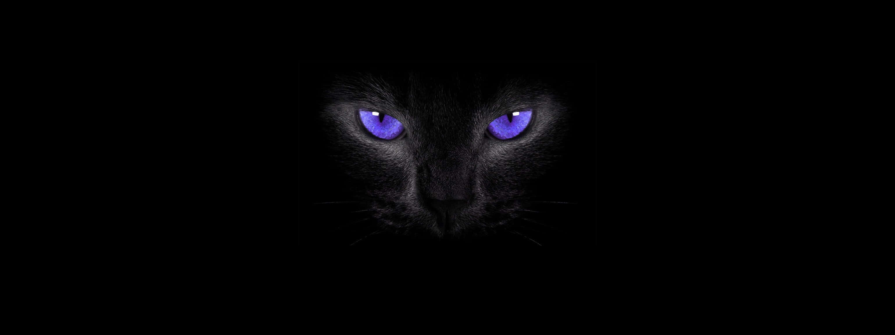 Purple Cat Eyes Black Cat 壁紙 — 一隻黑貓的臉從黑暗中浮現，紫色的眼睛發光，強烈地向前凝視。