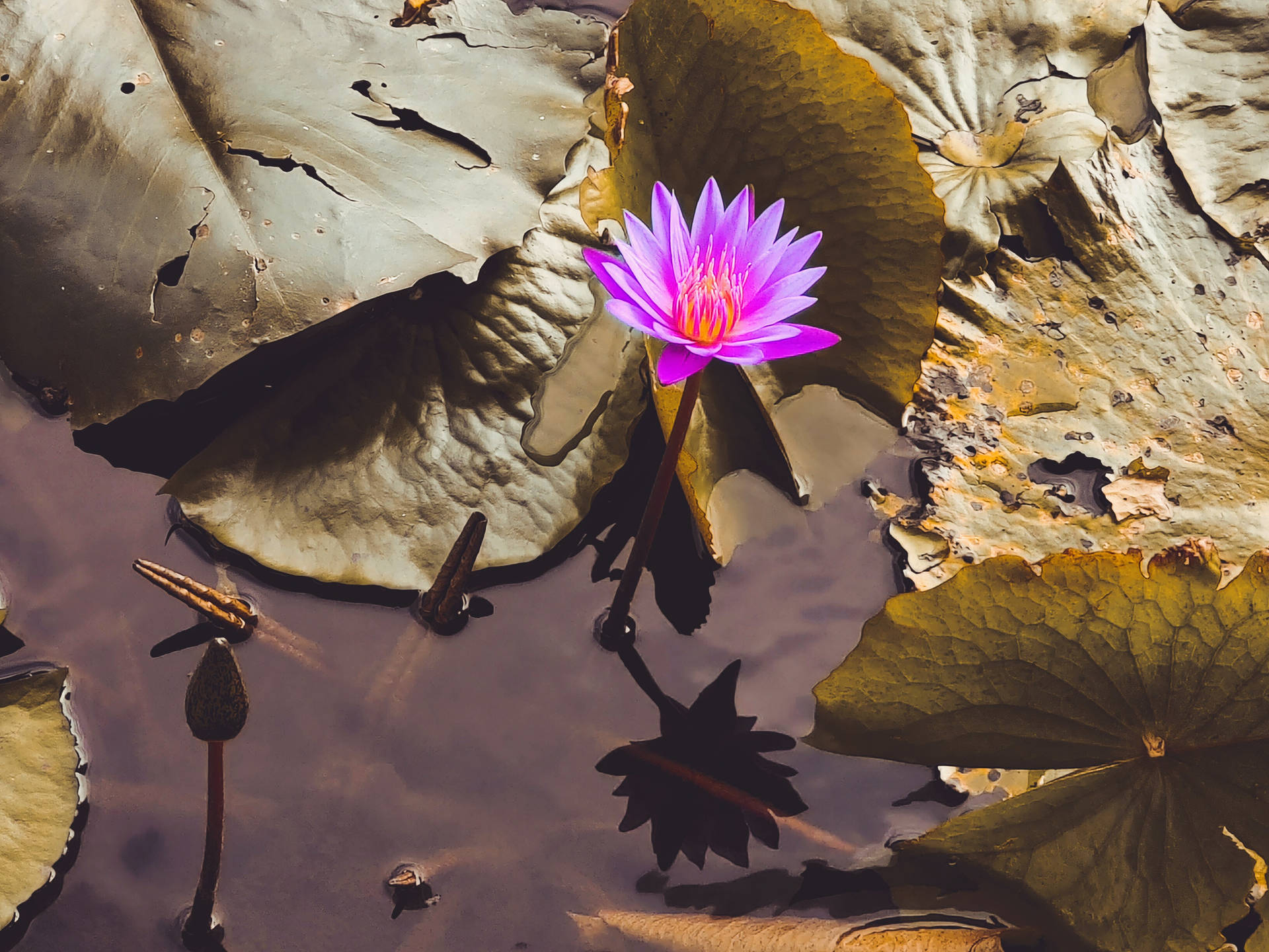 紫色蓮花 壁紙