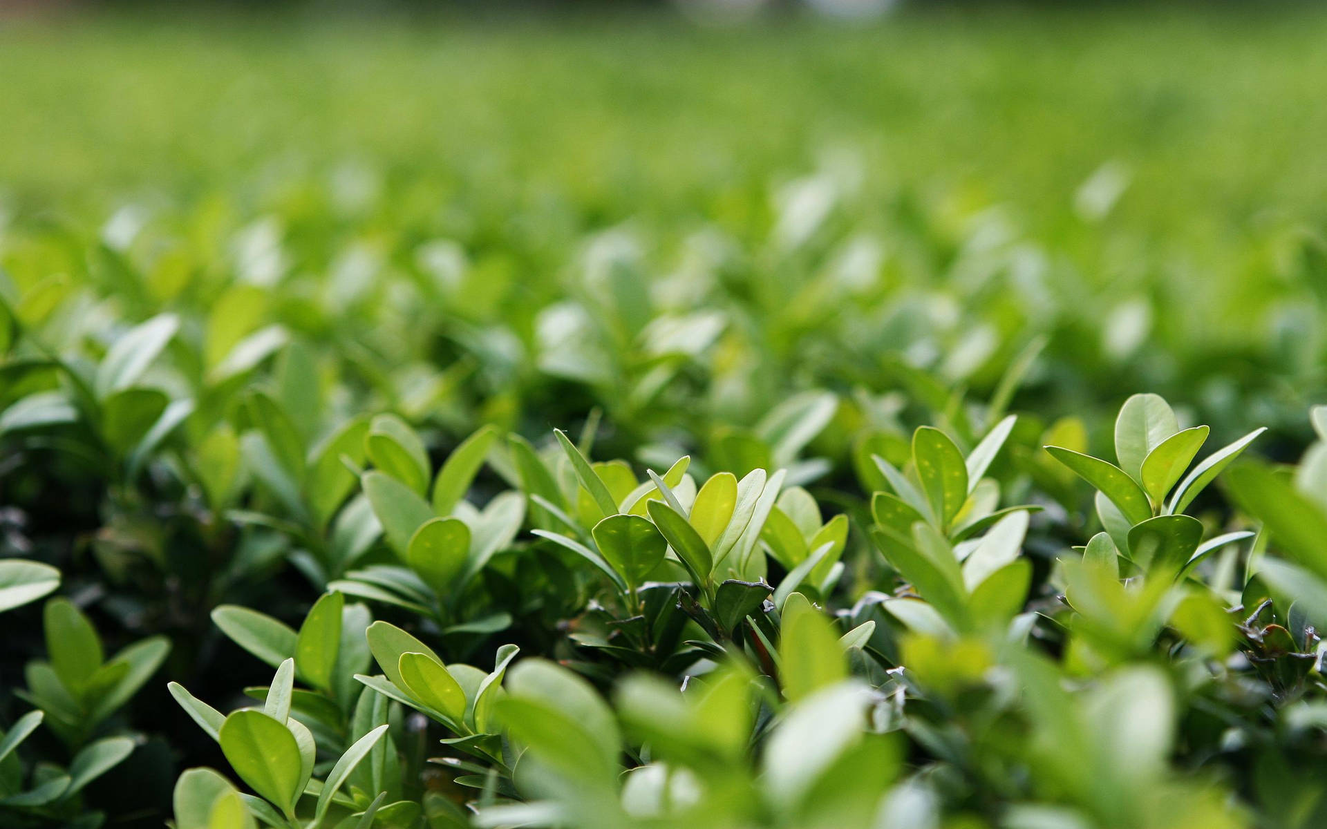 淺景深下茂密綠色黃楊葉的特寫。