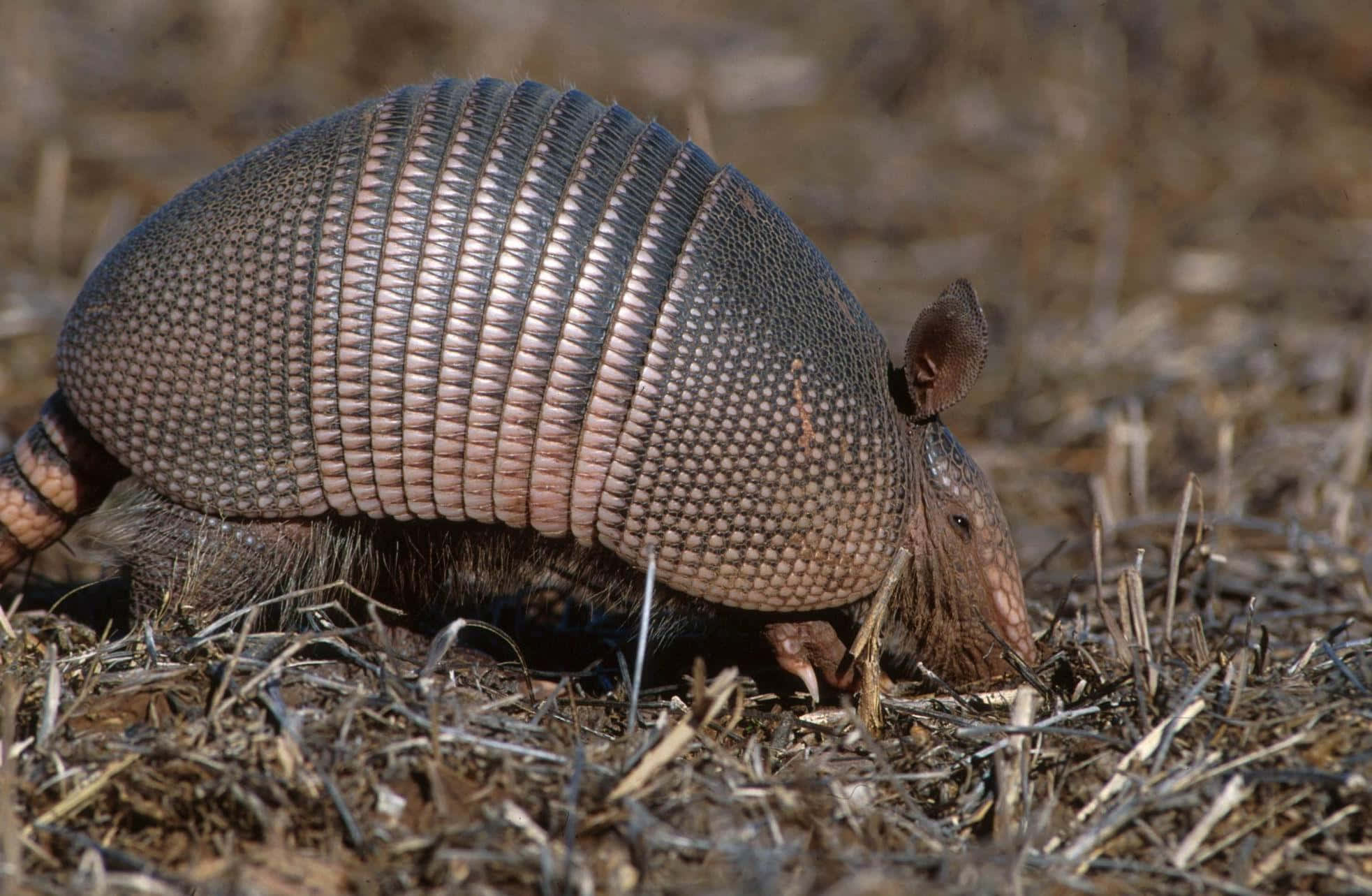 armadillo 桌布 壁紙 — 一隻擁有分段甲殼的犰狳在陽光明媚的自然棲息地中的乾草叢中覓食。