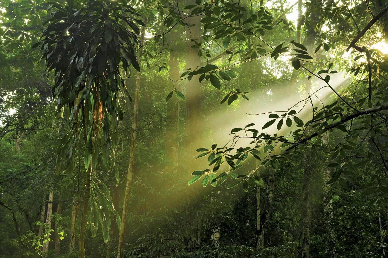 陽光透過茂密的綠色森林樹冠，空氣中瀰漫著薄霧。