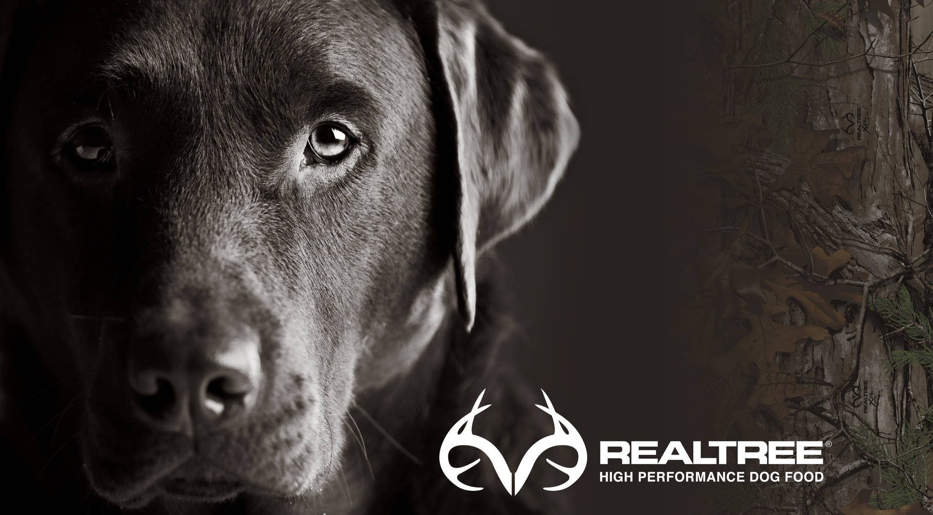 朱古力拉布拉多犬，專注地凝視著 Realtree 狗糧背景。