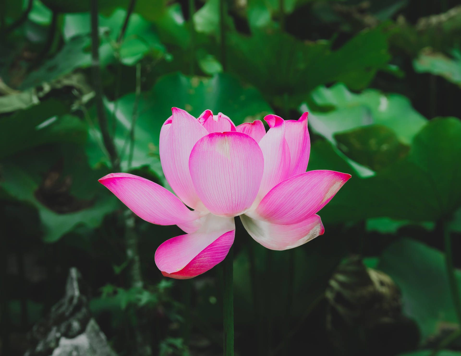 Yohan的紅蓮花 壁紙