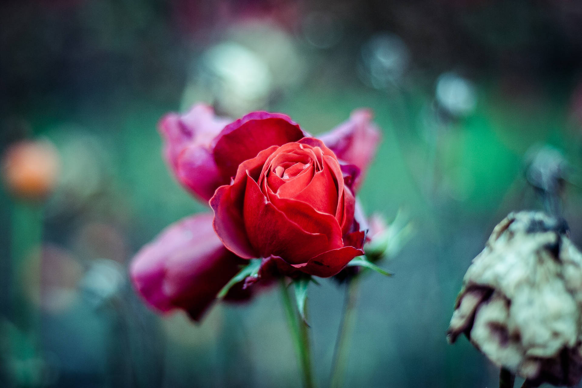 紅玫瑰花朵與綠色莖幹壁紙