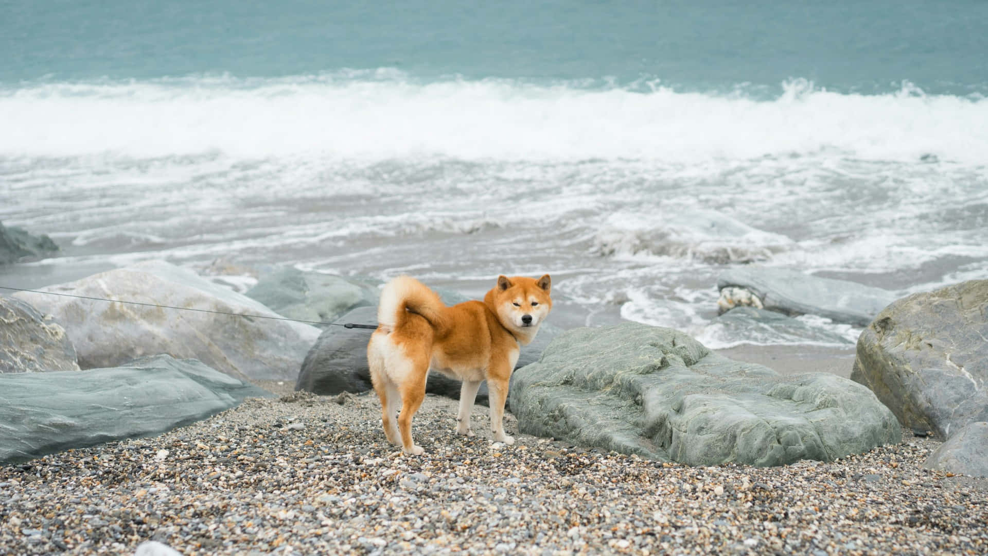  壁紙 — 一隻紅色柴犬警覺地站在卵石海灘上，身後海浪拍打灰色岩石。