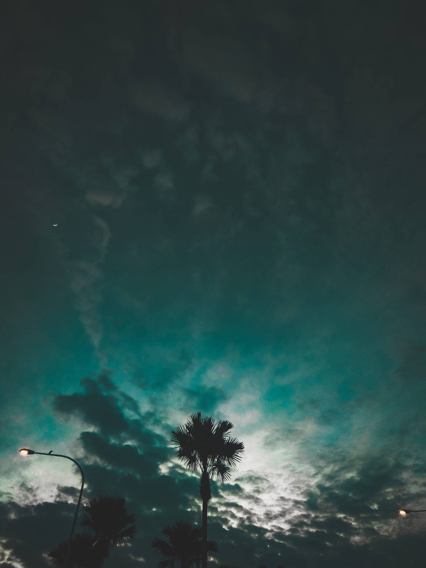 棕櫚樹在青綠色夜空下形成剪影，街燈閃爍。