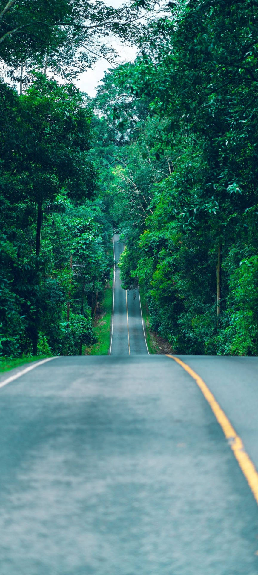 一條被森林中高大綠樹環繞的安靜道路。