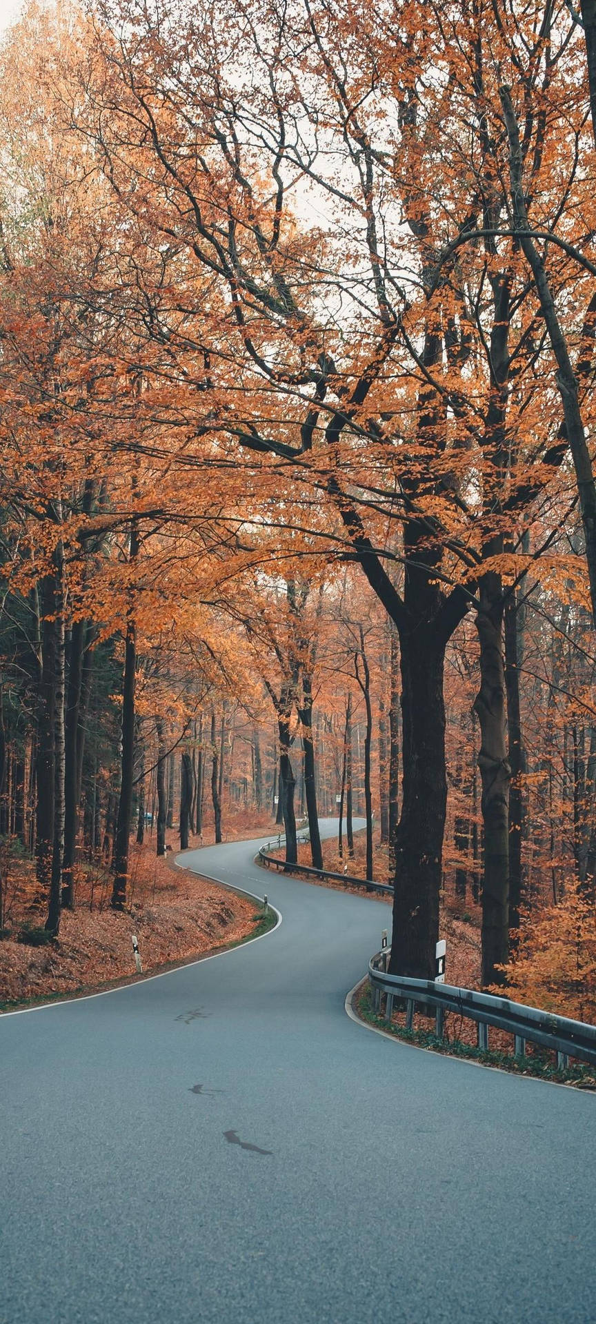 蜿蜒道路穿過秋日森林，頭頂有橙色秋葉