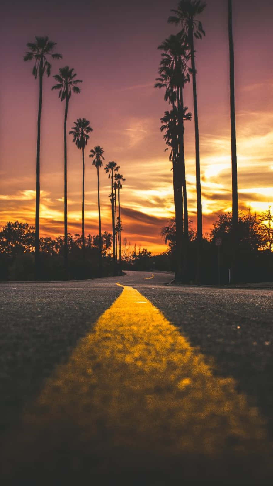 Sunset Photography 桌布 壁紙 — 日落時分一條蜿蜒的道路，兩旁種滿高大的棕櫚樹，一條發光的黃色中線引向地平線。