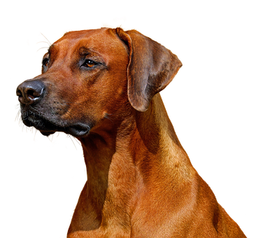威嚴的羅德西亞 ridgeback 狗肖像 壁紙