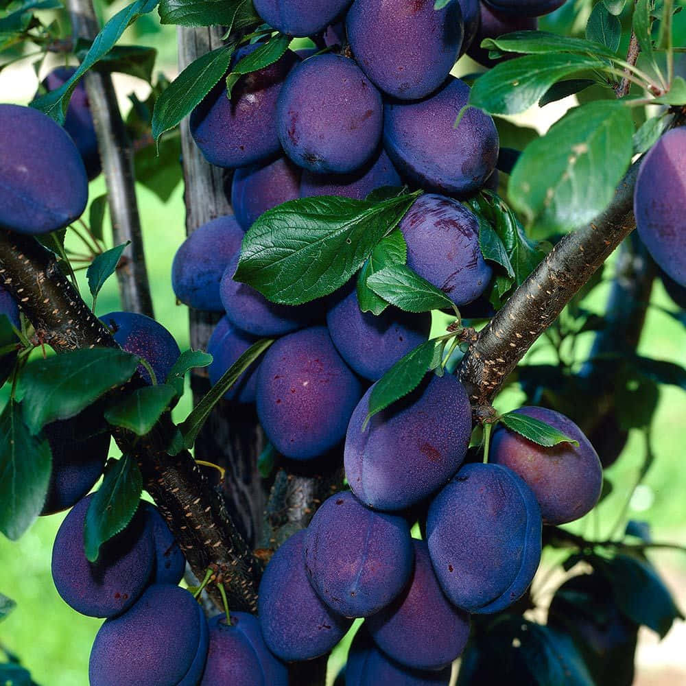 Purple Plums 桌布 壁紙 — 成熟的紫色李子密集地簇擁在樹枝上，周圍是鮮綠的葉子，在明亮的陽光下閃耀。