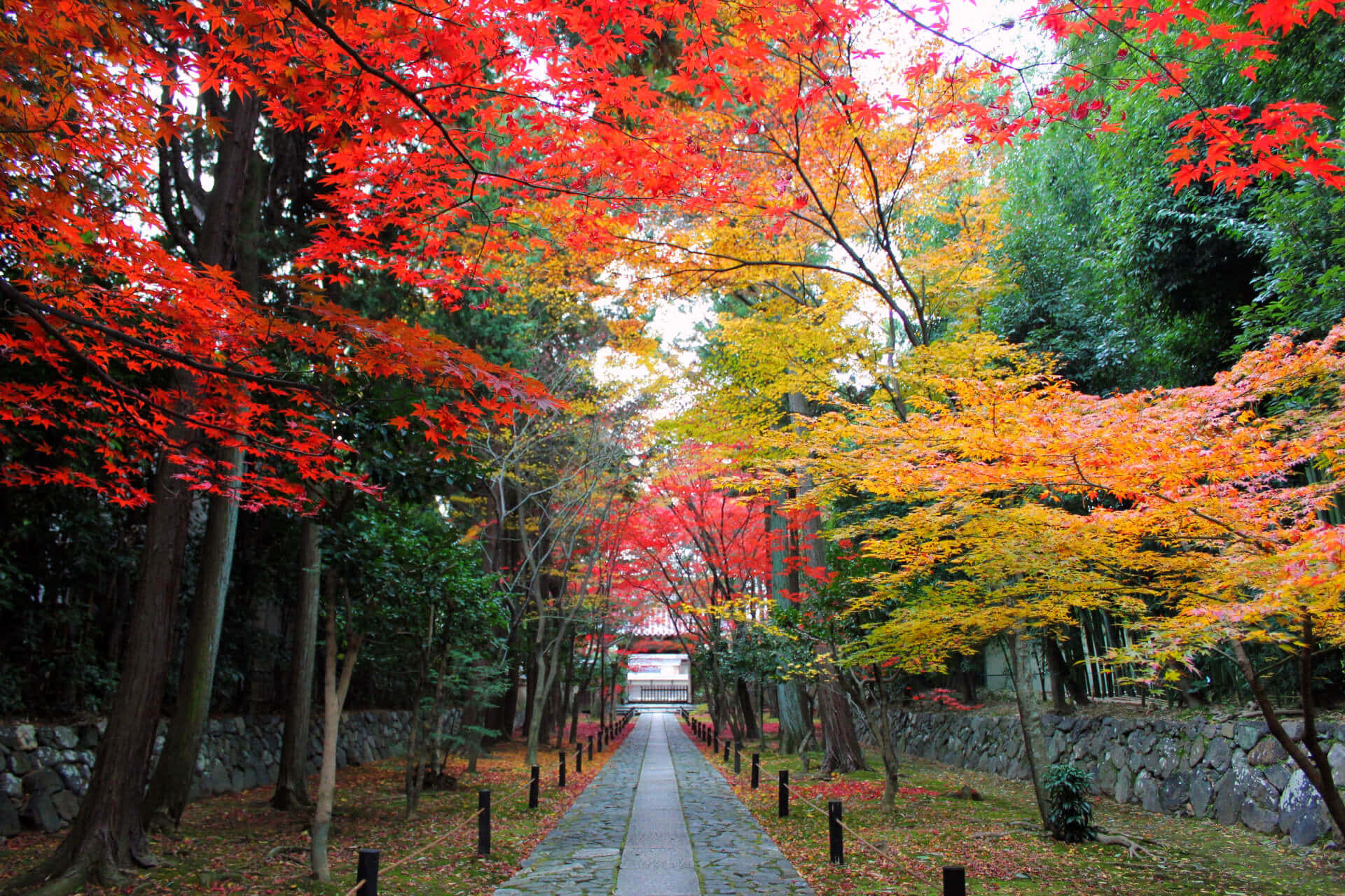 Rokuo-in 寺廟美麗秋景 壁紙 — 一條石徑蜿蜒穿過充滿活力的秋日森林，火紅和金黃的樹葉在頭頂拱起。