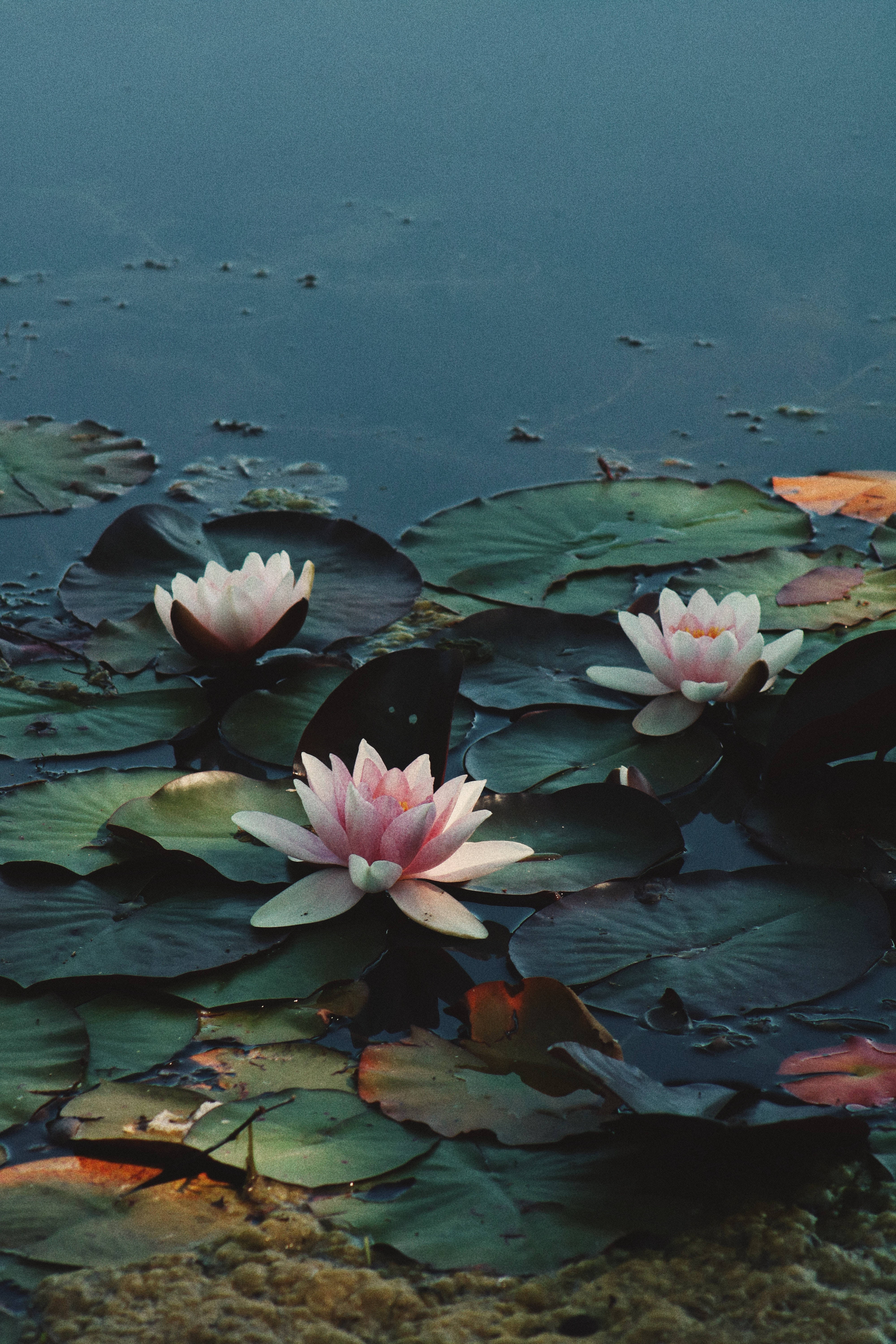 Rosea Plena 蓮花 壁紙 — 三朵粉紅色睡蓮在平靜的藍色水面上，於柔和暮光下優雅地綻放在大片綠色睡蓮葉上。