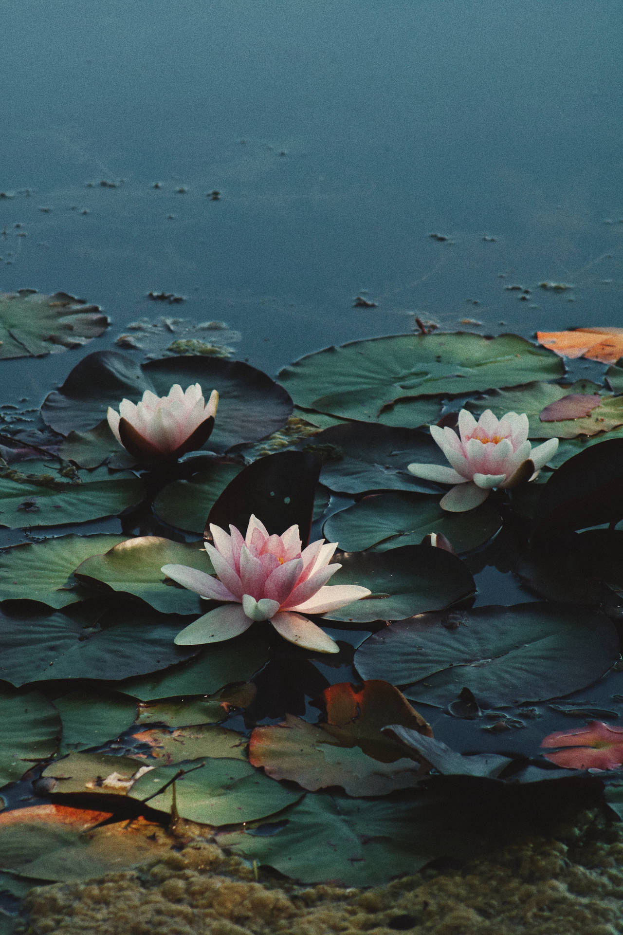 Rosea Plena 蓮花 壁紙 — 三朵粉紅色睡蓮在平靜的藍色水面上，於柔和暮光下優雅地綻放在大片綠色睡蓮葉上。