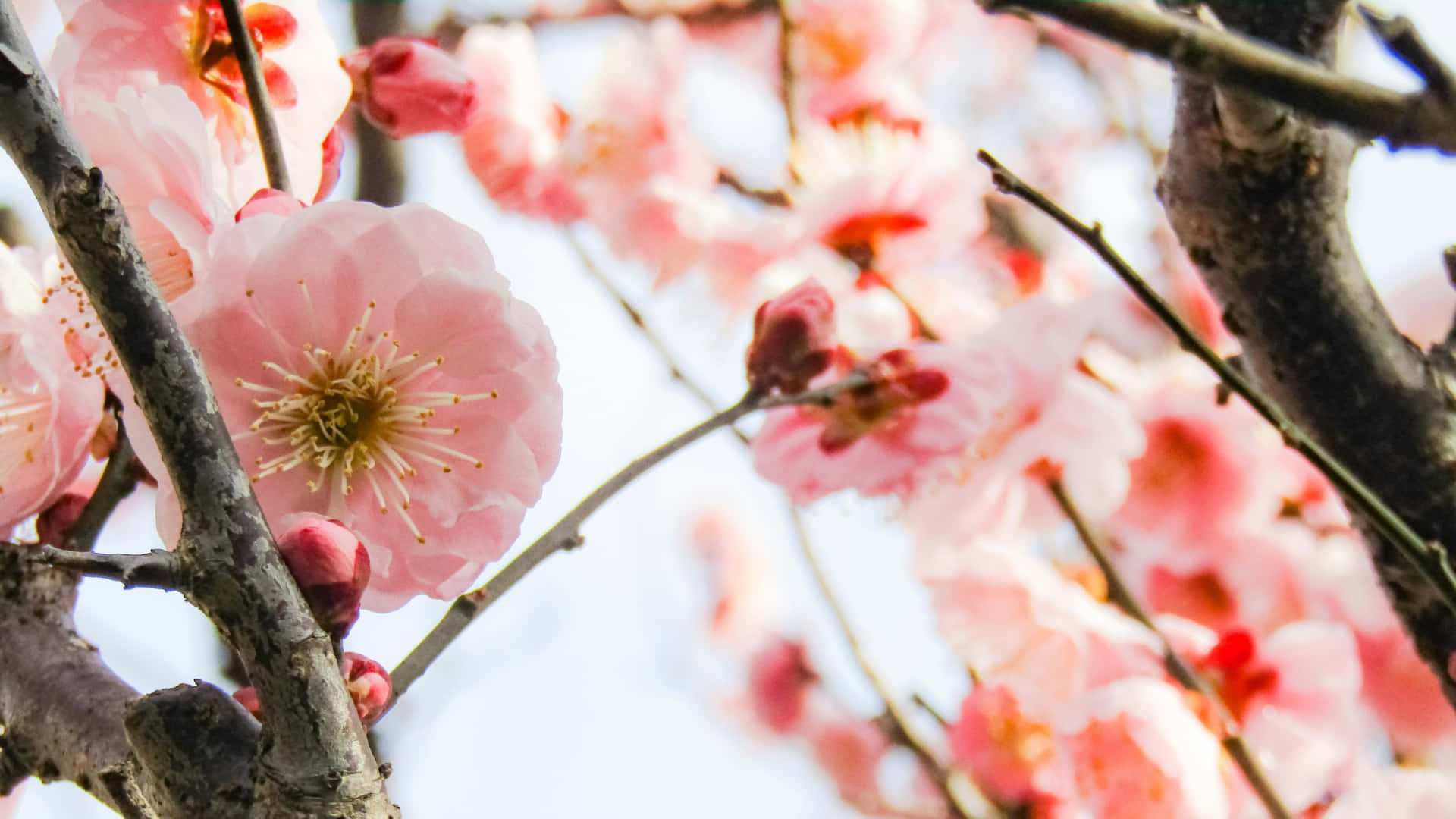  壁紙 — 柔和的粉紅櫻花在深色樹枝上細膩綻放，映襯著明亮的天空。